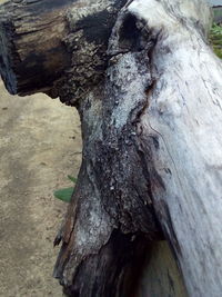 Close-up of tree trunk