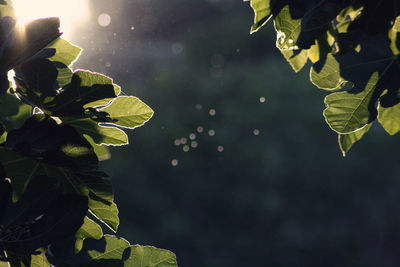 Close-up of fresh green plants against sky