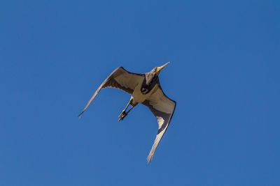 Low angle view of bird flying against clear blue sky