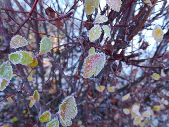 Close-up of snow on tree during autumn