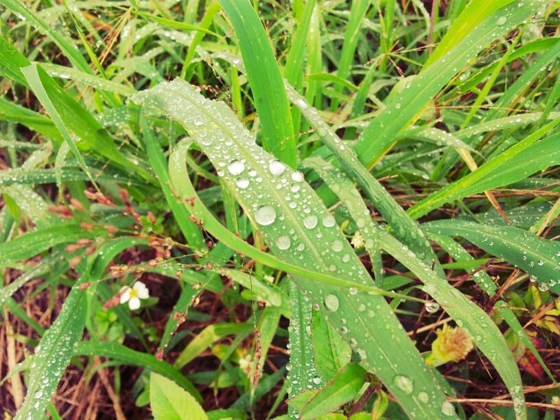 drop, grass, green color, wet, water, growth, leaf, dew, close-up, nature, blade of grass, plant, beauty in nature, freshness, field, high angle view, raindrop, fragility, rain, full frame