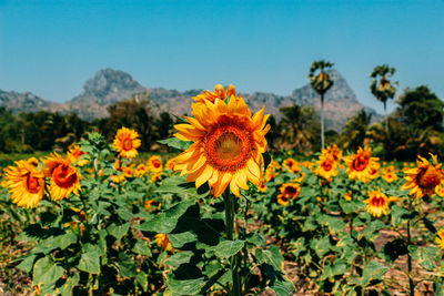 Close-up of sunflowers against orange sky