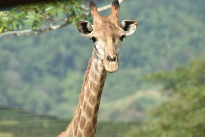 Close-up portrait of giraffe against sky