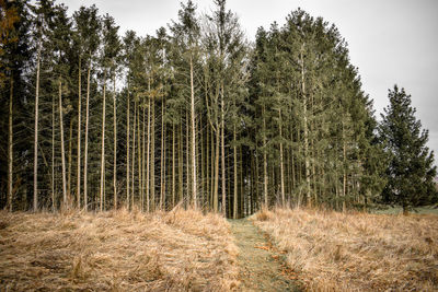 Pine trees in forest against sky