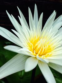 Macro shot of yellow flower