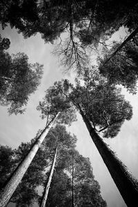 Low angle view of trees against sky