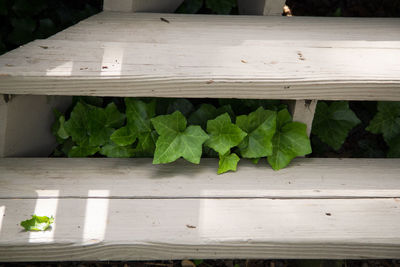 Leaves on wooden wall