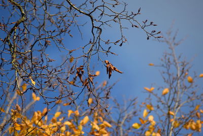 Low angle view of bird flying against clear sky