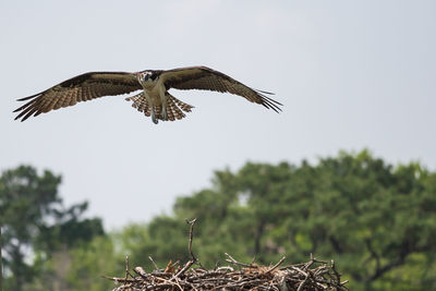 Low angle view of eagle flying against clear sky