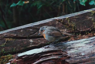 Close-up of bird perching on tree