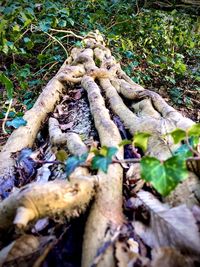 High angle view of mushroom growing on field