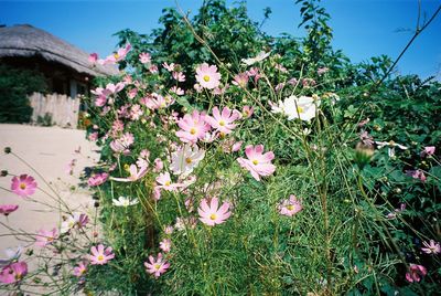 Close-up of pink flowers