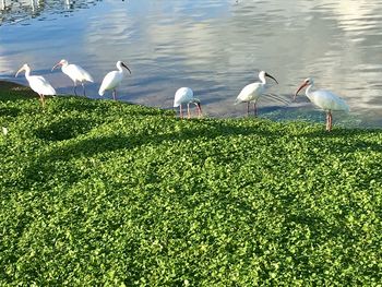 Birds in a lake