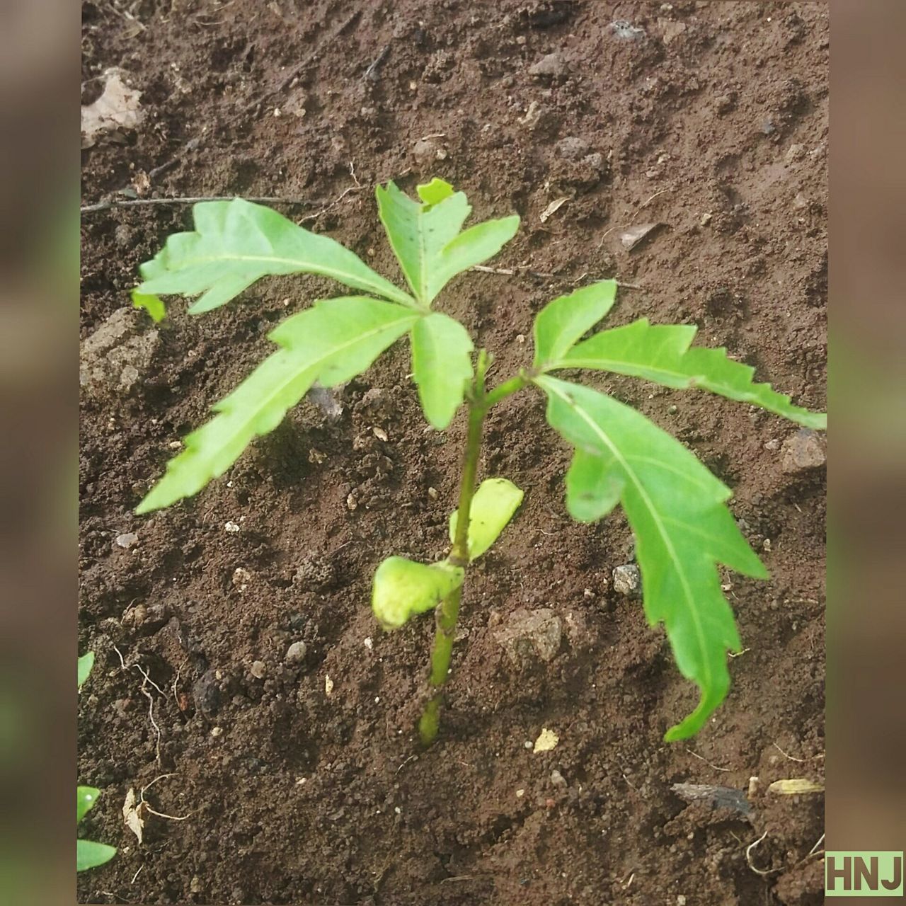 CLOSE-UP OF YOUNG PLANT GROWING BY LEAVES