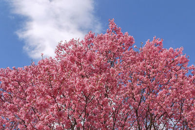Low angle view of cherry blossom tree