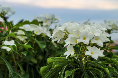 Close-up of white flowering plant