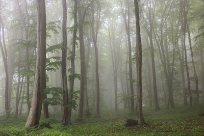 Foggy forest at sunrise