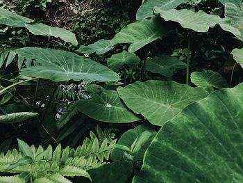 High angle view of fresh green leaves