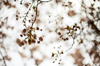 Close-up of white flowers