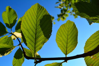 Low angle view of leaves against sky