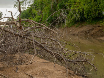 Fallen tree in forest