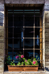 Plants growing on a wall