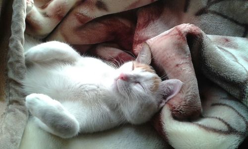 Cat sleeping on tiled floor