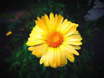 Close-up of yellow flower blooming outdoors