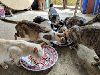 High angle view of cat feeding