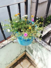 High angle view of potted plants