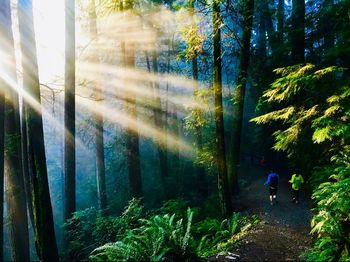 Man walking by trees in forest