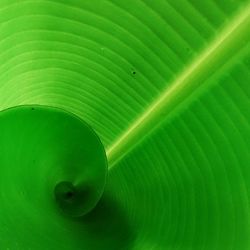 Full frame shot of green leaves