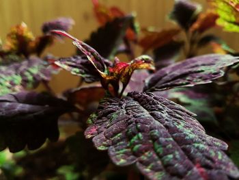 Close-up of plant against blurred background