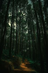 View of trees in forest