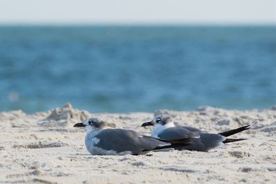 Seagulls on beach