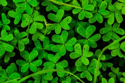 Full frame shot of fresh green leaves