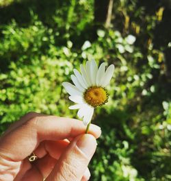 Close-up of hand holding flower