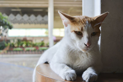 Close-up portrait of a cat