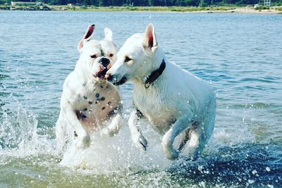 Dogs playing in water