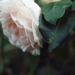 Close-up of rose plant