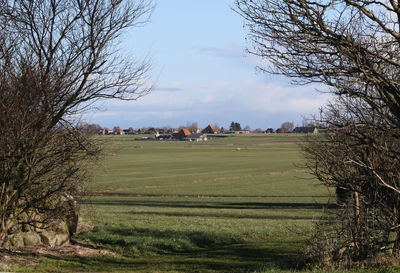 Trees on field against cloudy sky