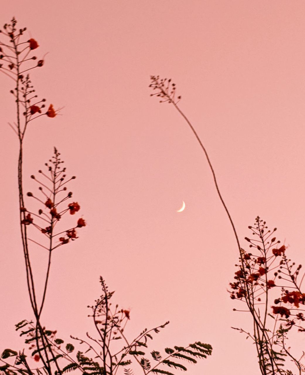 LOW ANGLE VIEW OF PLANT AGAINST SKY