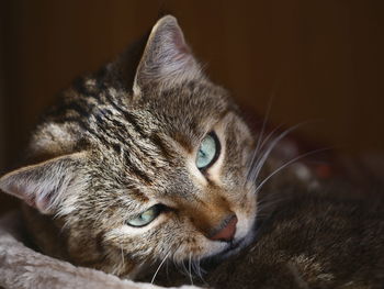 Close-up of cat relaxing