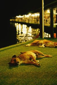 Dog sleeping in illuminated park