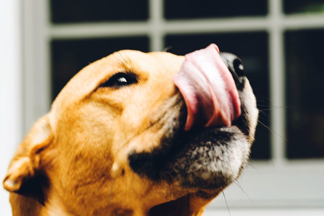 CLOSE-UP OF DOG LOOKING AT CAMERA