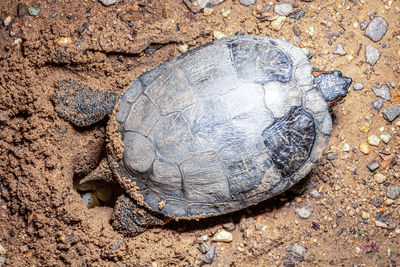 High angle view of turtle spawning on the sand
