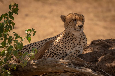 Cheetah looking away while relaxing in forest