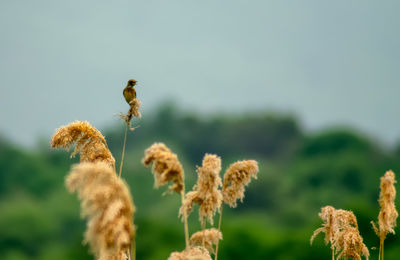 Close-up of insect on plant against sky