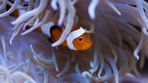 Close-up of fish swimming in sea