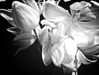 Close-up of pink flower blooming against black background